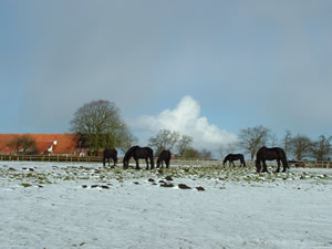 Fünf Friesen auf der Suche nach Grass unter dem Schnee