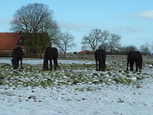 Vier Friesen suchen nebeneinander die letzten Grasreste unter dem Schnee