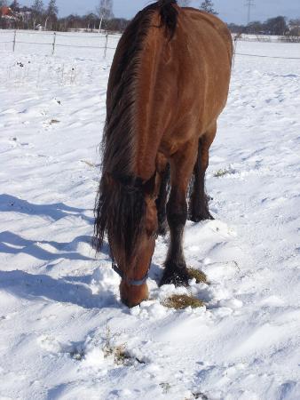 Nico sucht das Gras unter dem Schnee