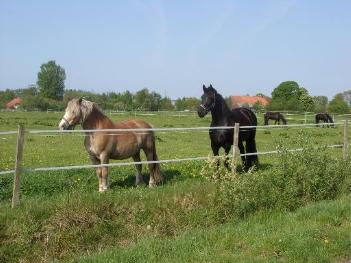 Zwei Pferde beobachten das Geschehen von der Weide aus